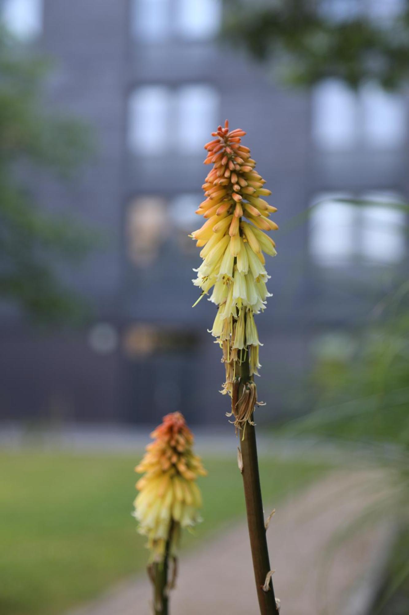 Goldcrest Village Apartments University Of Galway Luaran gambar