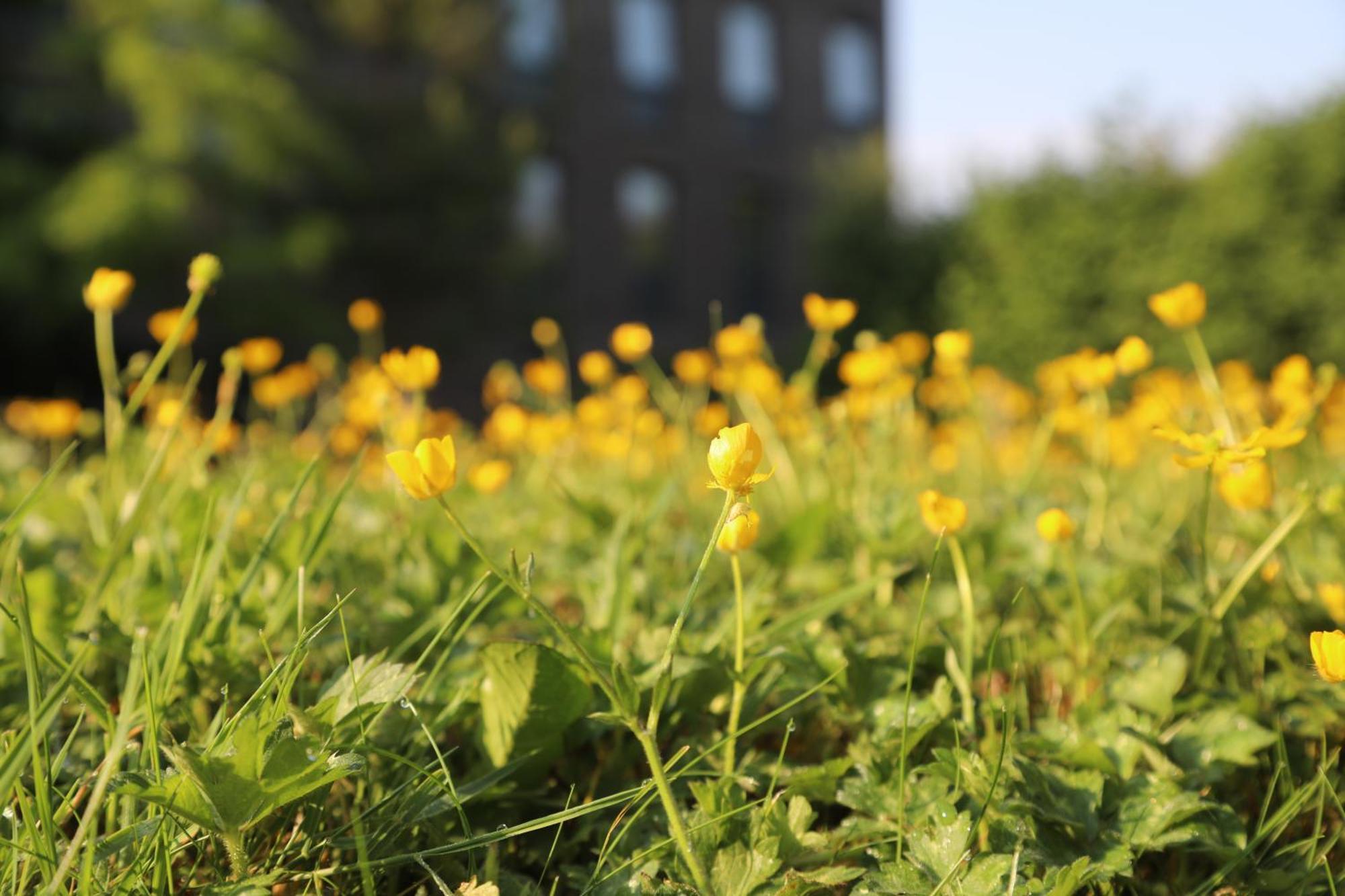 Goldcrest Village Apartments University Of Galway Luaran gambar